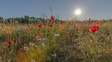 17:45: Heimat Natur (1/2) | Arte | 5/1 2026