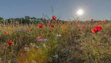Heimat Natur (1/2)