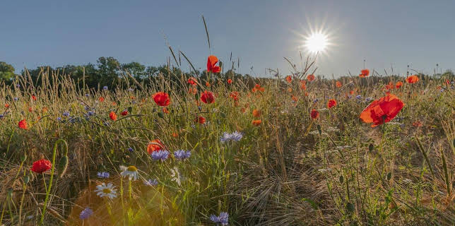 20:15: Heimat Natur (1/2) | RBB Fernsehen | 1/4 2026