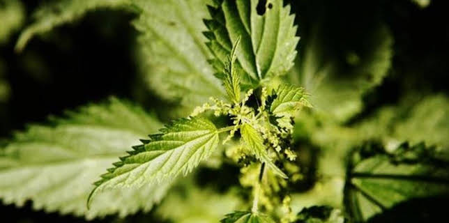 19:10: Vom Ahorn bis zur Zwiebel | ARD Alpha | 2/9 2026