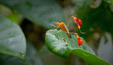Insekten - Die heimlichen Herrscher