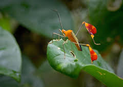 Insekten - Die heimlichen Herrscher