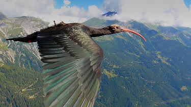 15:15: Tierische Überflieger (4/5) | 3SAT | 7/10 2026