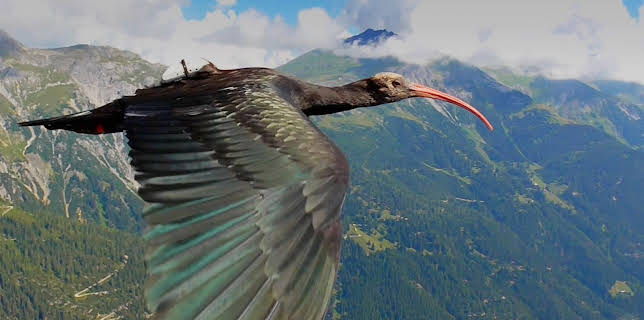 04:25: Tierische Überflieger (4/5) | 3SAT | 3/3 2026