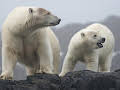 The Polar Bear Family and Me