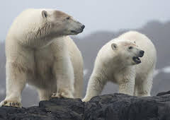 The Polar Bear Family and Me