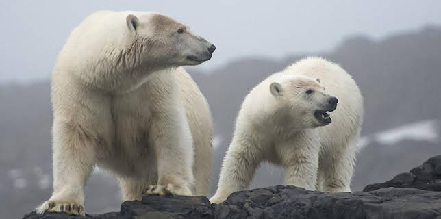 9:00 AM: The Polar Bear Family and Me | BBC Two | 12/21 2025
