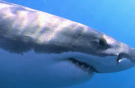 Of Sharks and Men: Faces of Fear