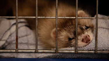 7:00 PM: The Supervet: Noel Fitzpatrick (S7 E2) (S7) | W | 12/26 2025