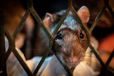 18:15: NANO: Das erstaunliche Leben der Ratten – Unterwegs in Rat City | 3SAT | 10/23 2026