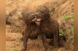 Africa's Wild Wonders: Babies of the Wild