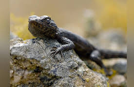 Extreme Africa: The Linear Oasis