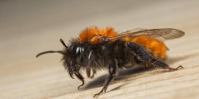 10:00 AM: DIY Deadly with Steve Backshall (S1) | CBBC | 11/7 2025