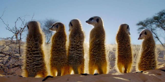 10:15: Erlebnis Erde: Gestatten - Familie Erdmännchen | WDR Fernsehen | 12/24 2025