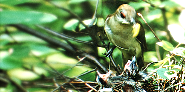 Nature's Half Acre (1951)