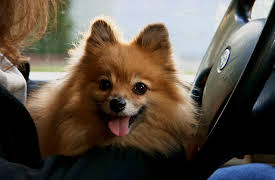 Dr. Jeff Rocky Mountain Vet Season 1: Holiday Miracles