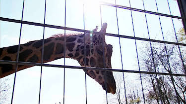 02:00: Elefant, Tiger & Co. (563) | MDR Fernsehen | 4/11 2026