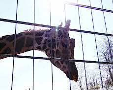 Elefant, Tiger & Co. (563)