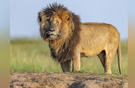 Big Cat Tales Season 2: Peril on the Horizon