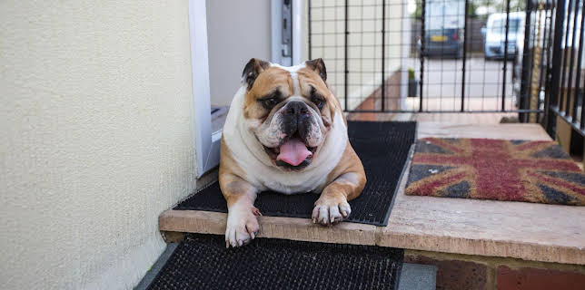 19:20: Der Super-Doc - Einsatz für 4 Pfoten | Sixx | 2/22 2026