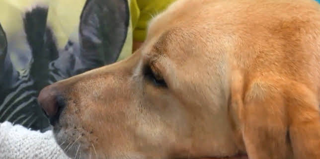 18:15: Der Super-Doc - Einsatz für 4 Pfoten | Sixx | 12/14 2025