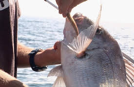 Gone Fishin S4: Snapper at the Mokohinau Islands