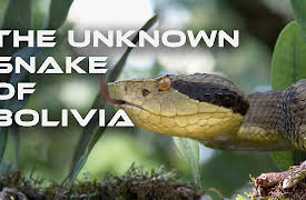 The Unknown Snake of Bolivia: Episode 2