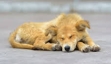 Hilfe für Italiens Straßenhunde