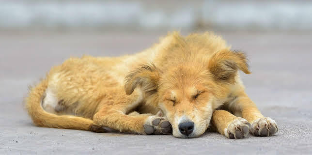 18:00: Hilfe für Italiens Straßenhunde | WDR Fernsehen | 2/22 2026