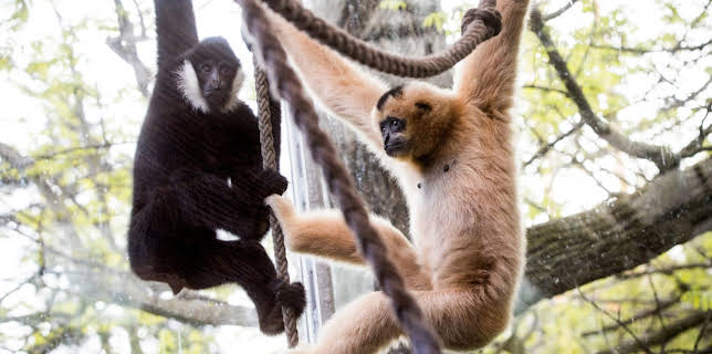 05:55: Giraffe, Erdmännchen & Co. (163) | HR Fernsehen | 1/30 2026