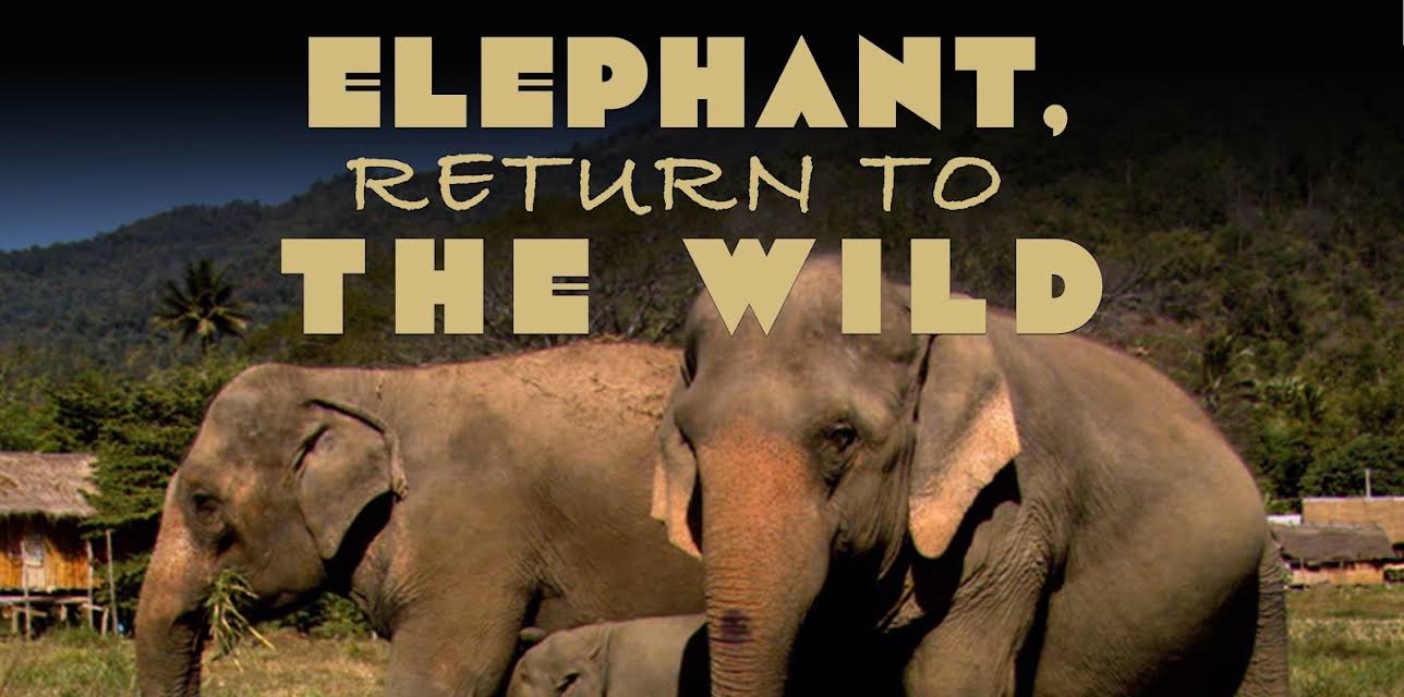 Elephant, Return to the Wild