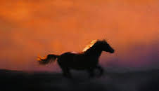 Der Pferdeflüsterer