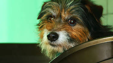 16:25: Hundehuset: Tiny | NRK 2 | 4/20 2026