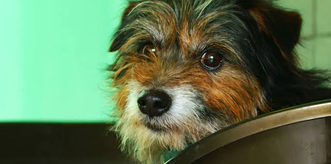 16:25: Hundehuset: Tiny | NRK 2 | 1/5 2026