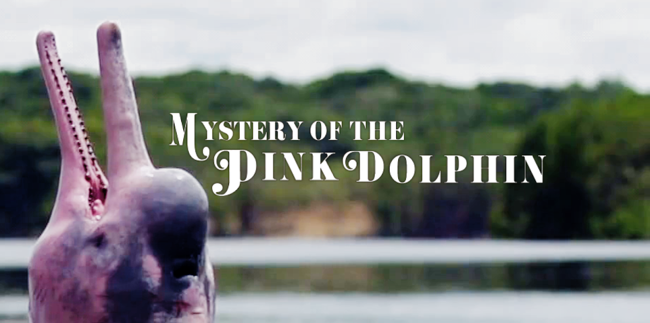 The Mystery of the Pink Dolphin (2015)