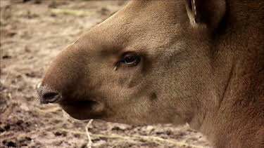 17:10: Seehund, Puma & Co. (144) | Radio Bremen | 4/20 2026