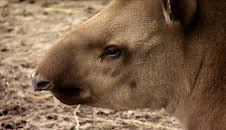 Seehund, Puma & Co. (144)