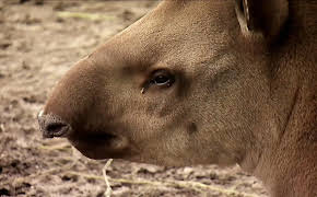 Seehund, Puma & Co. (144)