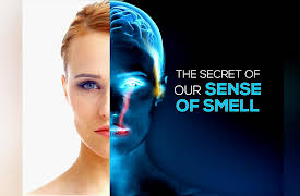 Unveiling our 5 Senses: The Secret of our Sense of Smell