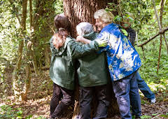 Sandi's Great British Woodland...