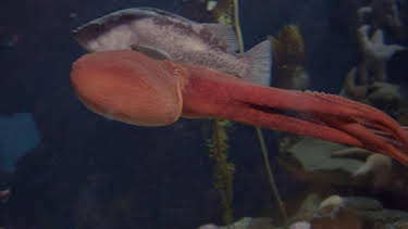 9:00 AM: The Aquarium (S1) | Discovery Channel | 8/18 2026