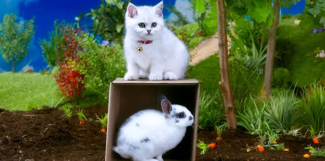 17:20: Rosin og Bolle: Verdens beste eske | NRK 3 | 2/10 2026