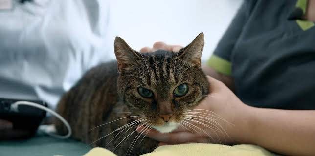 19:50: Tierretter unterwegs in Mitteldeutschland | MDR Fernsehen | 12/10 2025