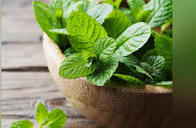 The Botanist's Eye: Identifying the Plants around You: Minty Eudicots with Liplike Flowers