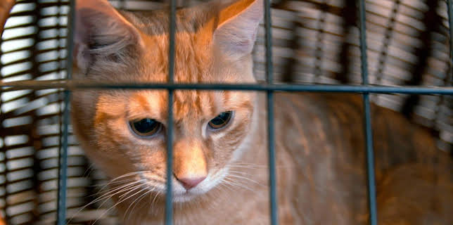 13:00: Die Tierärzte - Retter mit Herz (21) | Das Erste | 3/21 2026