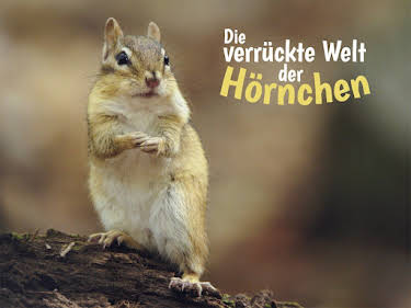 04:15: Die verrückte Welt der Hörnchen | SWR Fernsehen RP | 5/11 2026
