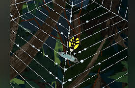 Through the Woods, Season 1: Rider the Spider