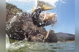 Fishing with Gary Senft: The art of Japanese Flick Shake Fishing