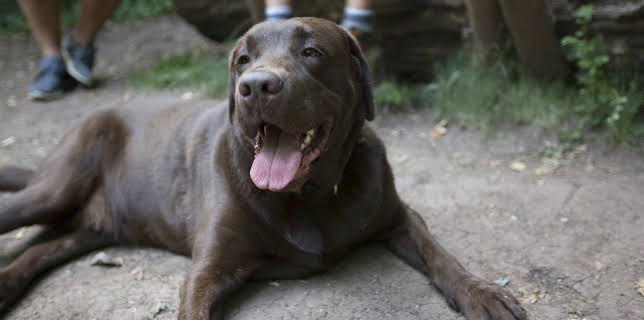 17:25: Der Super-Doc - Einsatz für 4 Pfoten | Sixx | 1/4 2026