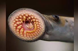 Life in the World's Oceans: Fish: The First Vertebrates